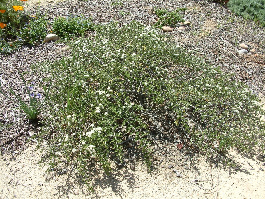 Североамериканского рода саркобатус