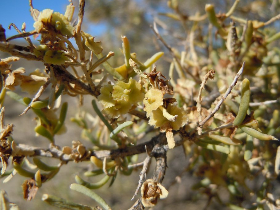 Растение саркобатус