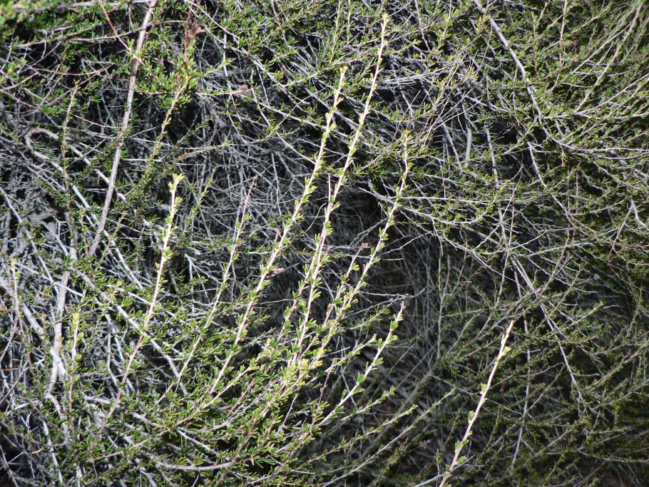 Бруния белоцветковая