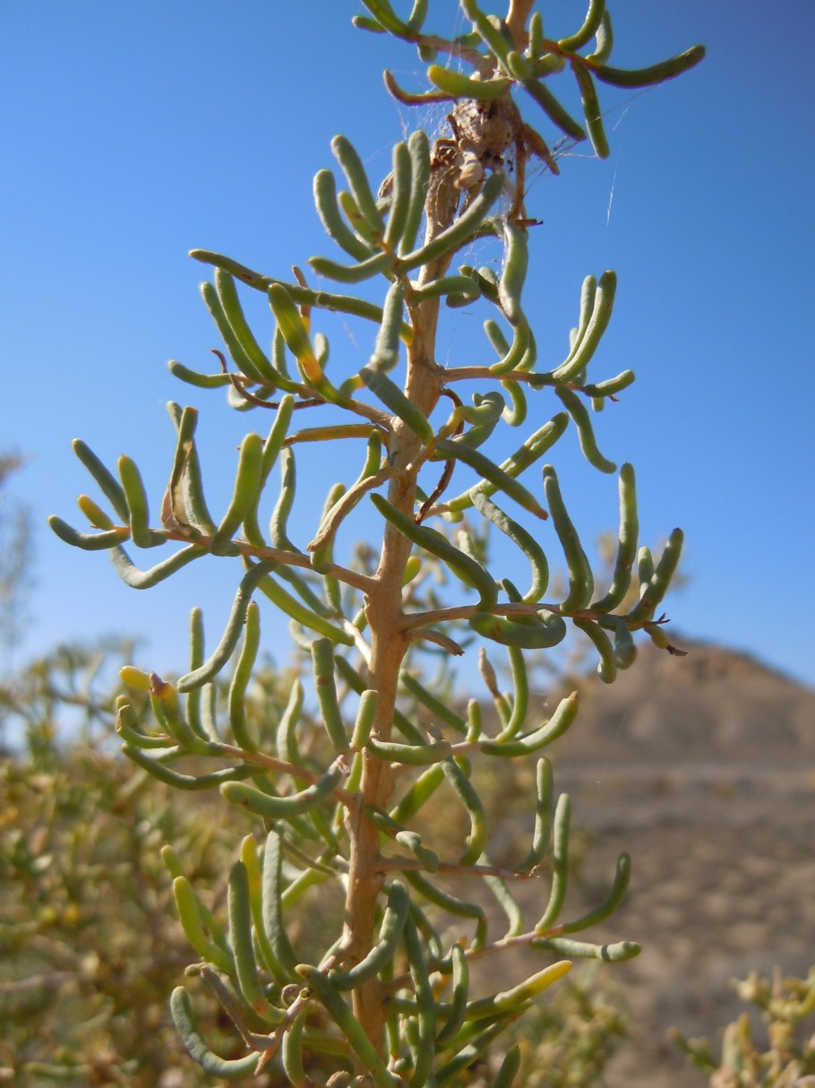 Североамериканского рода саркобатус