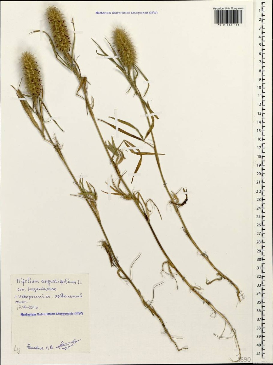 Клевер полевой Пашенный