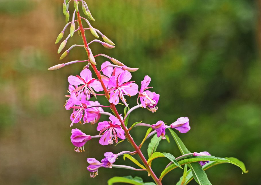 Клевер узколистный фото