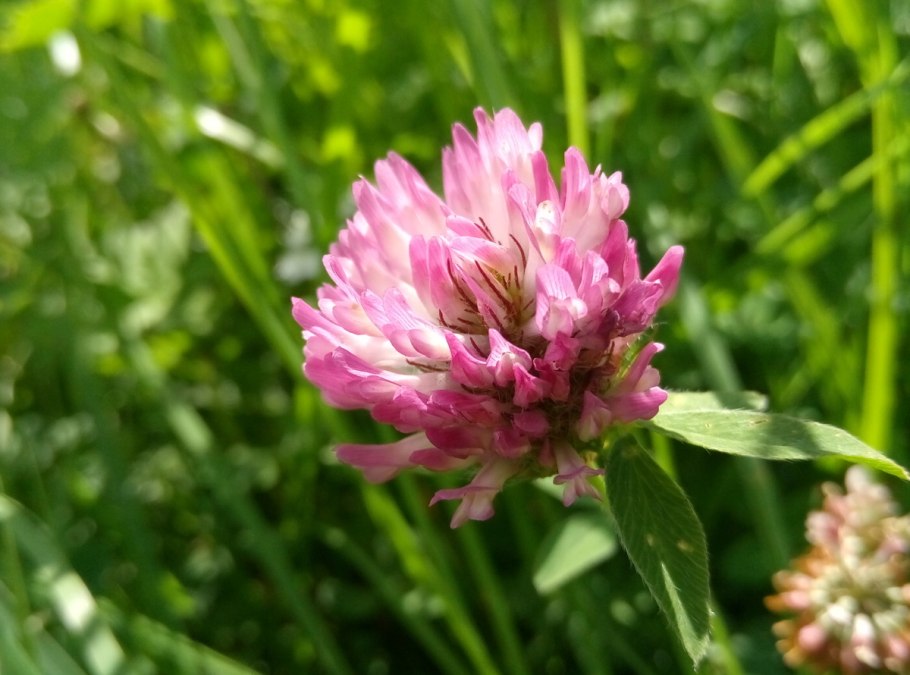 Клевер красный луговой