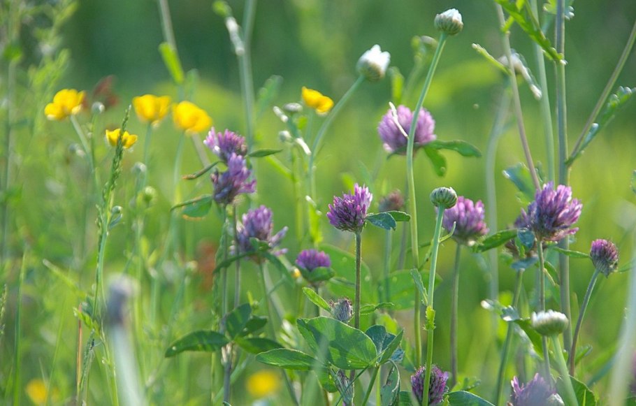 Клевер Альпийский