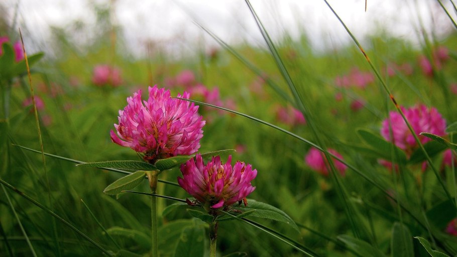Кашка клевер луговой