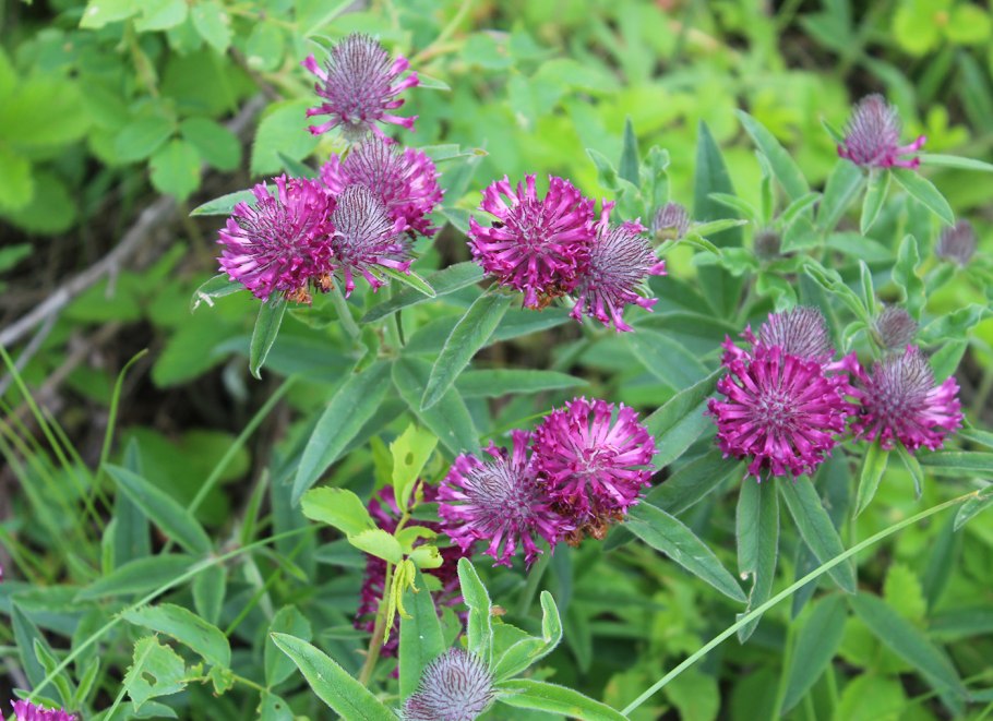 Иван чай узколистный и широколистный