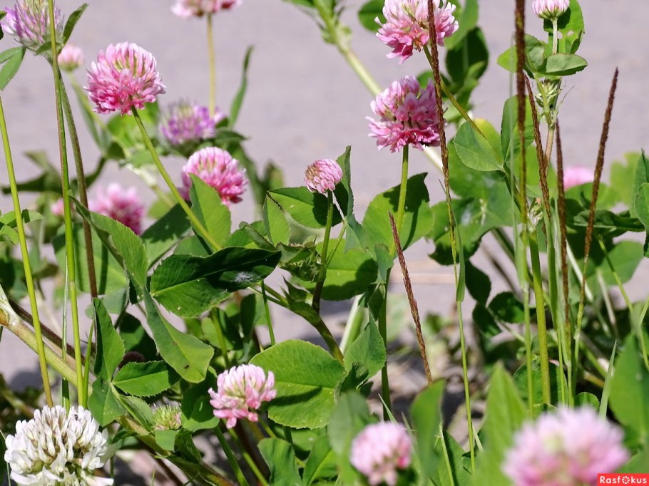 Клевер гибридный (trifolium hybridum)