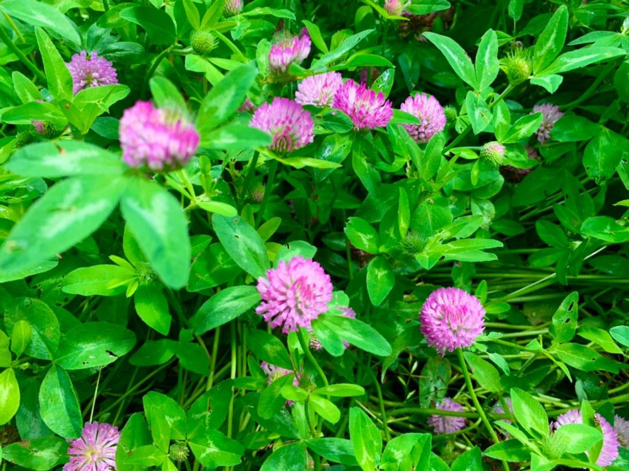 Клевер пунцовый