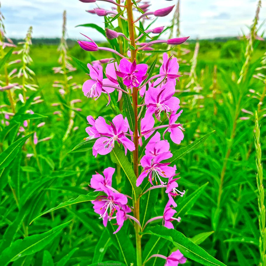 Клевер Луговой бобовые