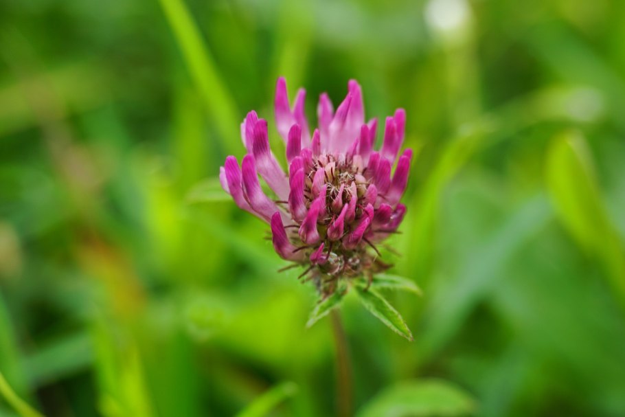 Клевер Пашенный цветок