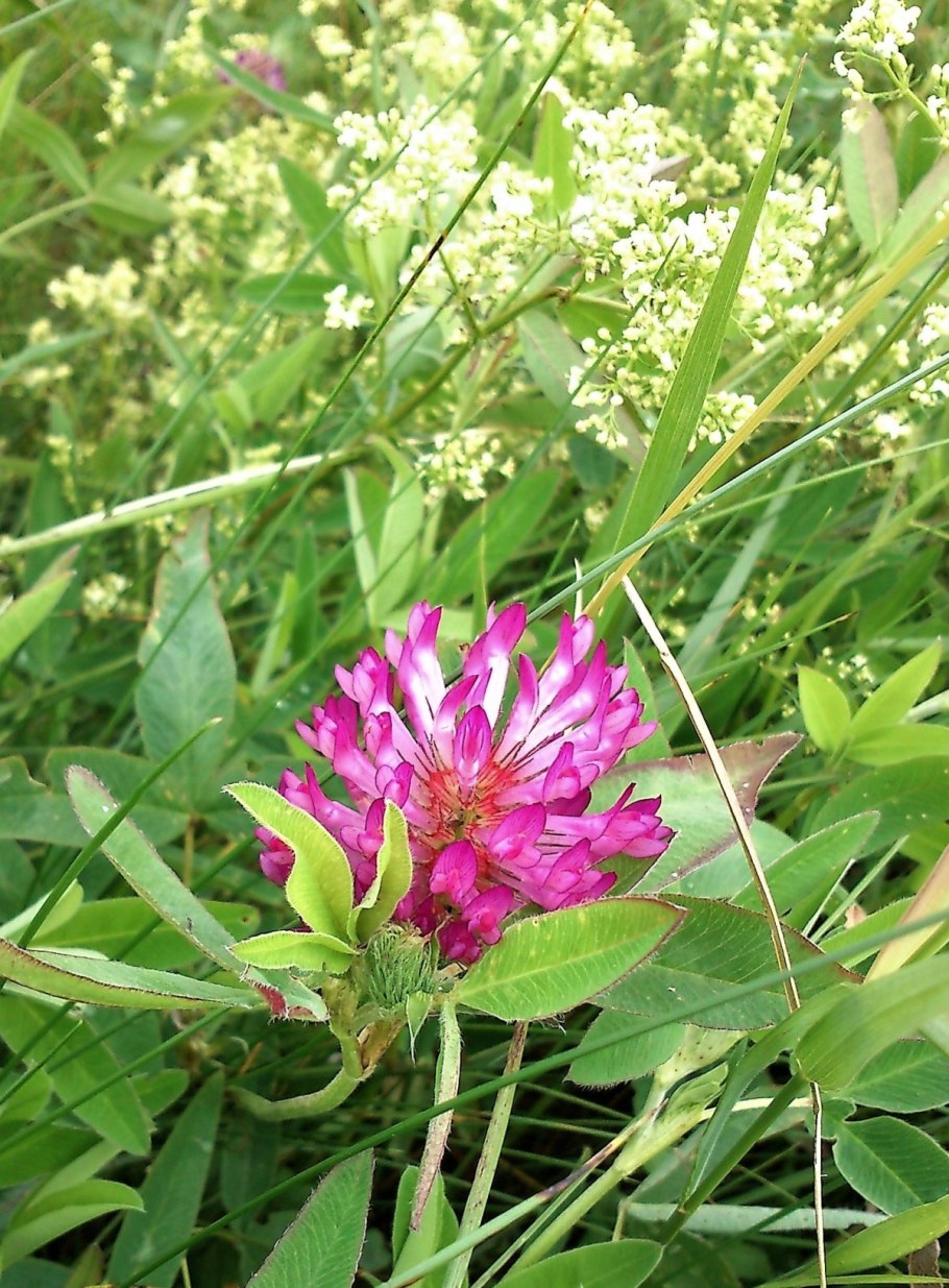 Клевер люпиновый корень