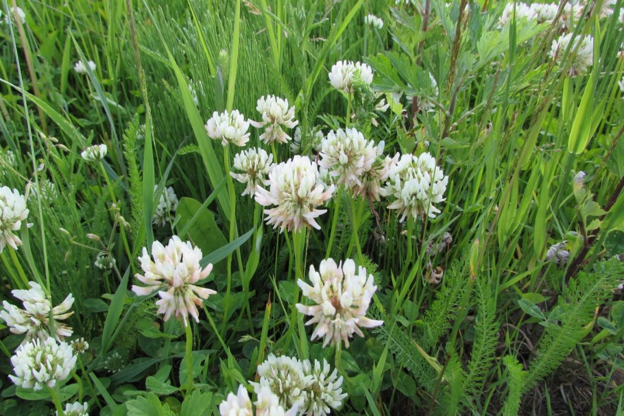 Клевер Пашенный пушистый