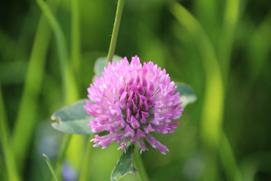 Клевер луговой