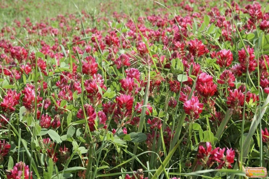Клевер луговой красный