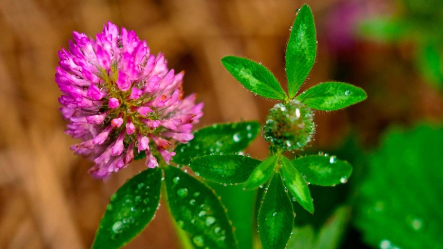 Клевер цветок