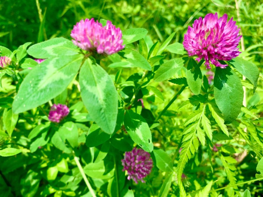 Клевер узколистный Клевер Пашенный