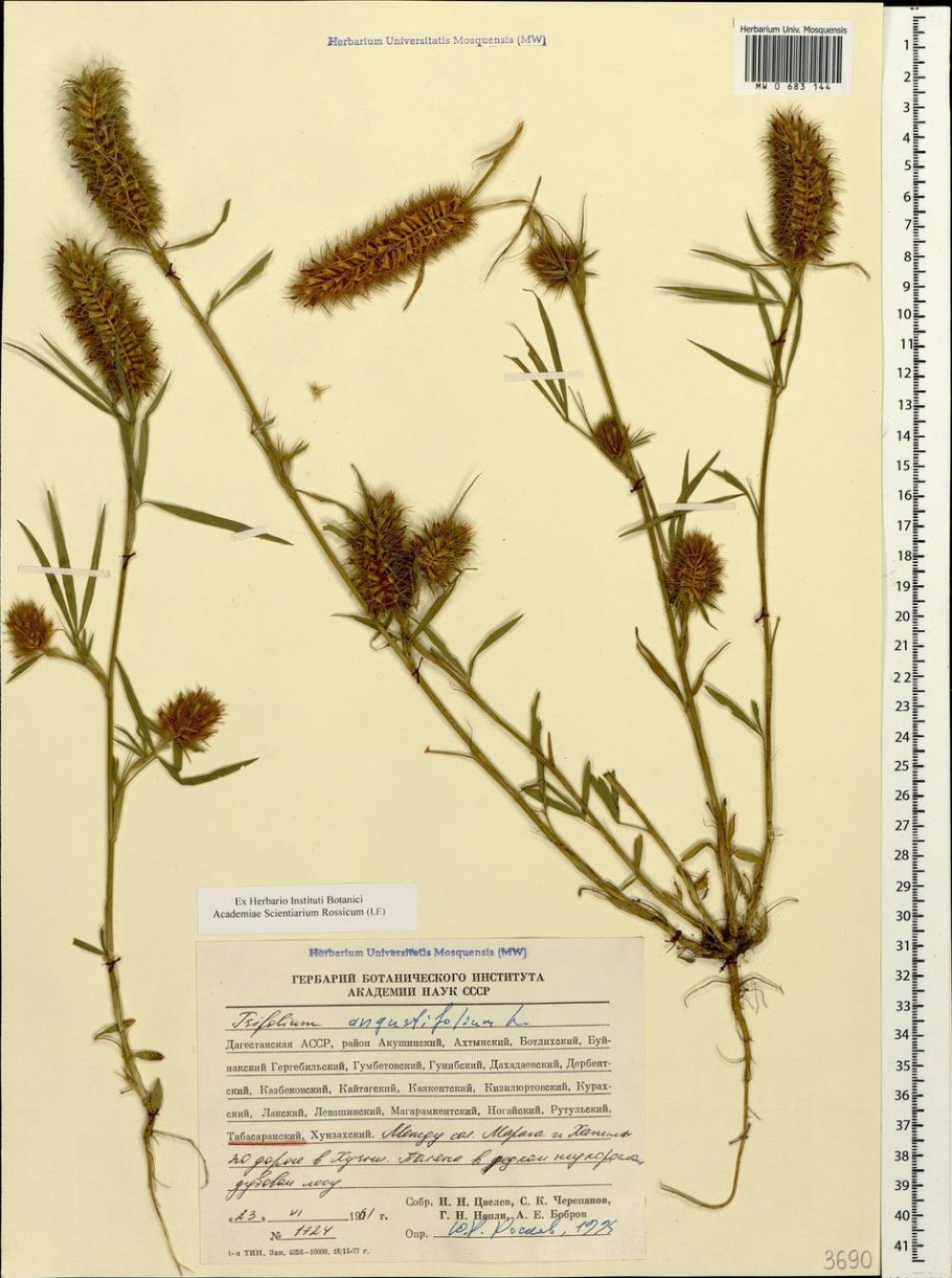 Клевер узколистный фото и описание