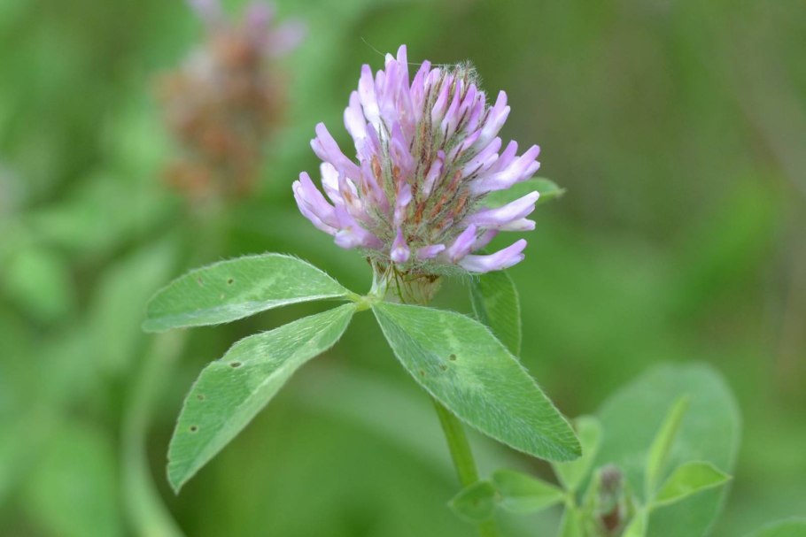 Клевер Луговой