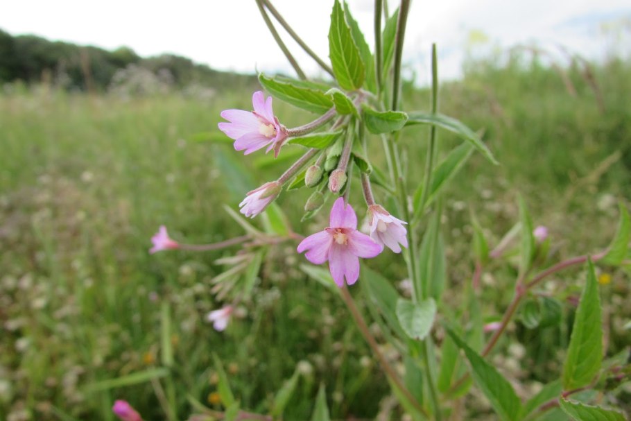 Клевер Альпийский Trifolium Alpestre