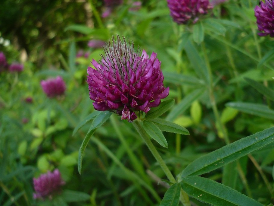 Клевер альпийский