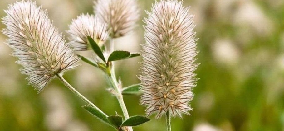 Клевер пашенный