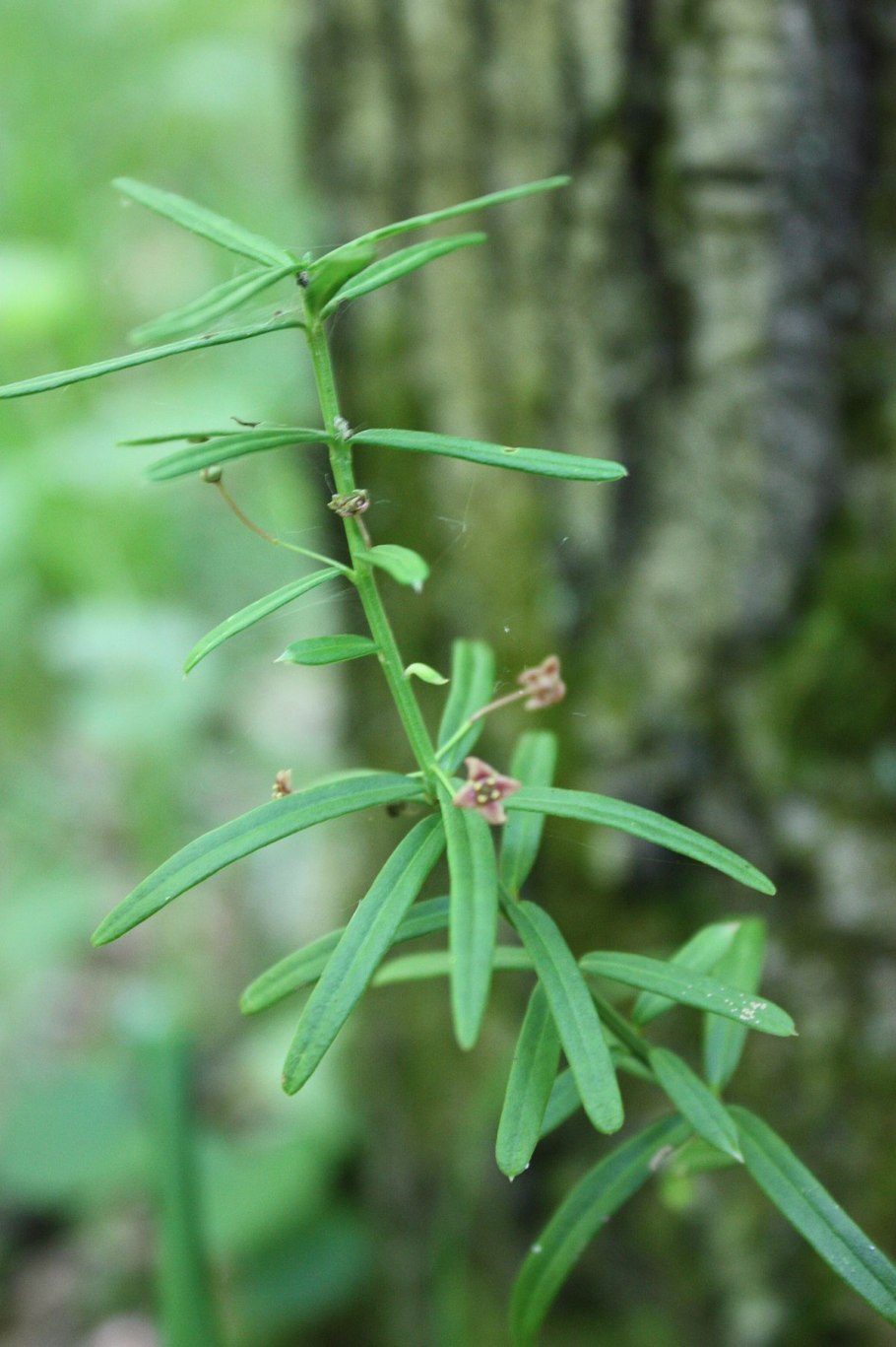 Бересклет nanus