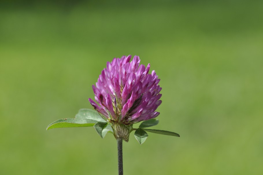 Клевер луговой