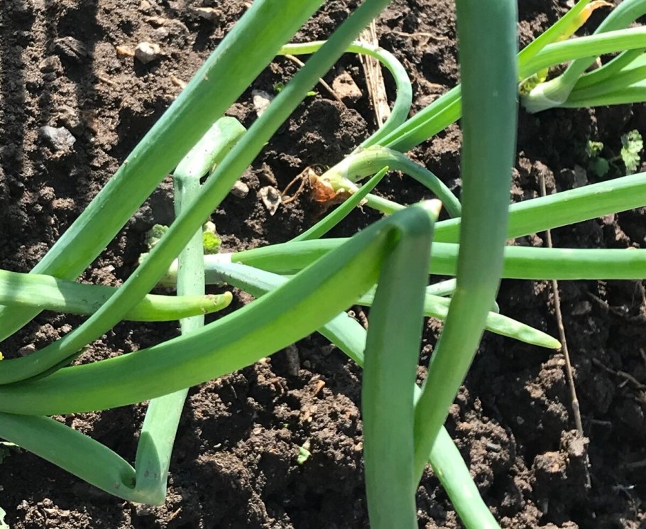 Степень созревания лука