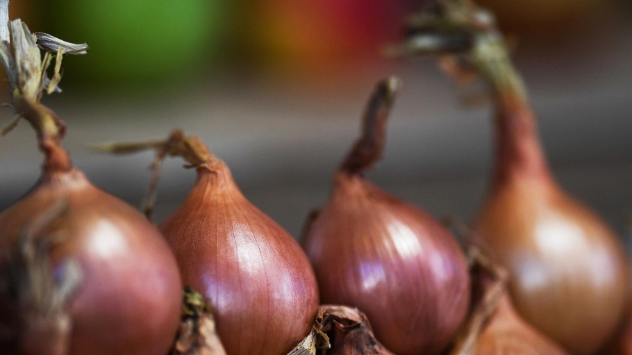 Уборка урожая лука репчатого