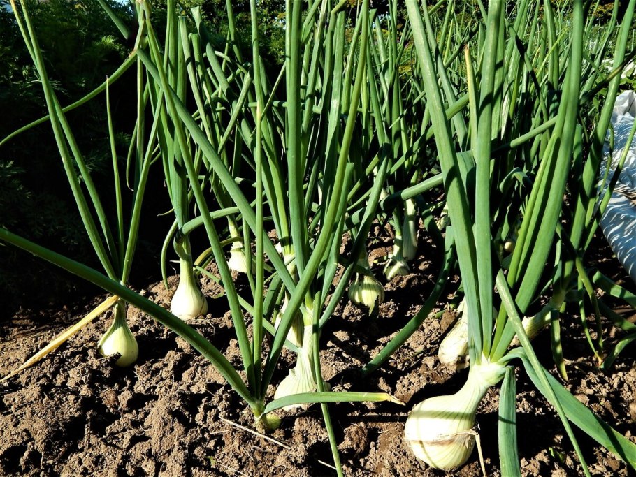 Пожелтение пера лука