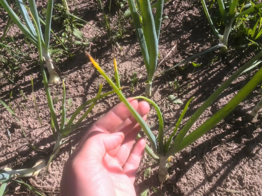 Болезни лука батуна пероноспороз