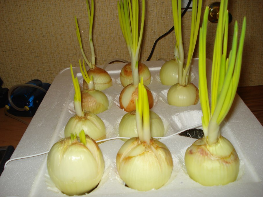 Лук плевокорневищный