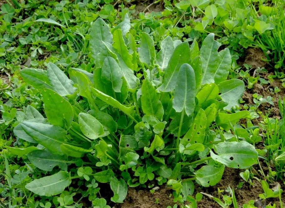 Щавель обыкновенный rumex acetosa