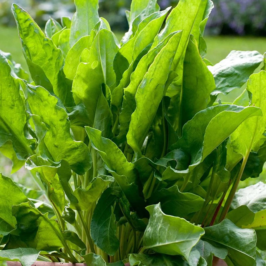 Щавель широколистный