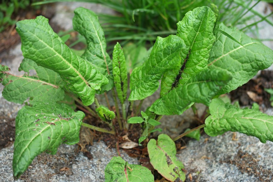 Rumex obtusifolius