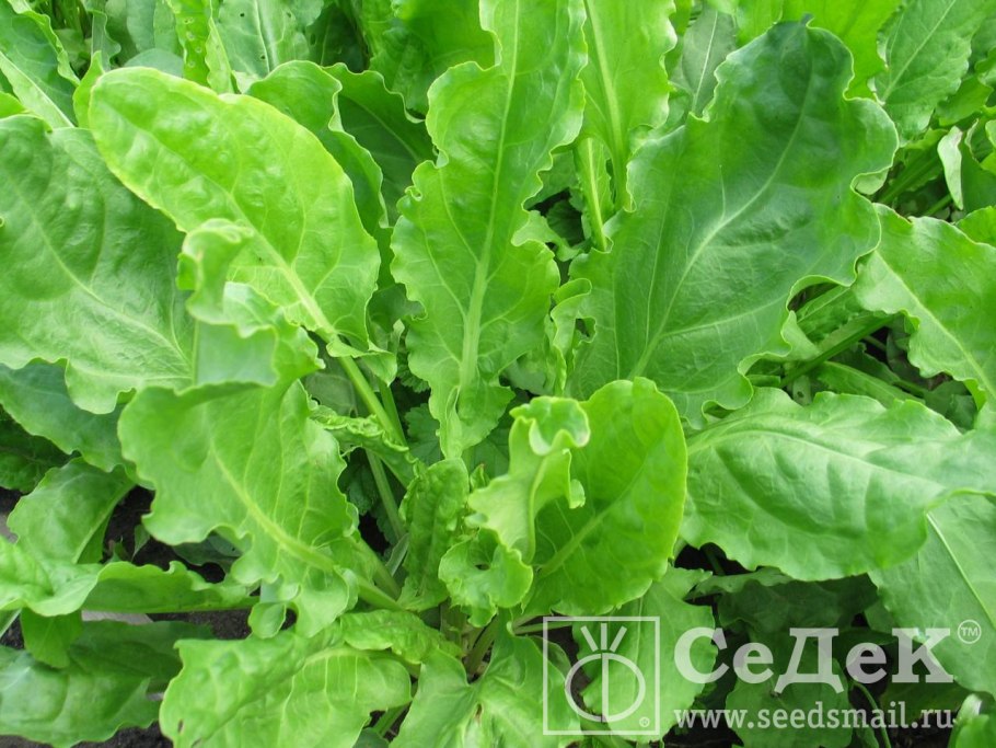 Щавель (Rumex)