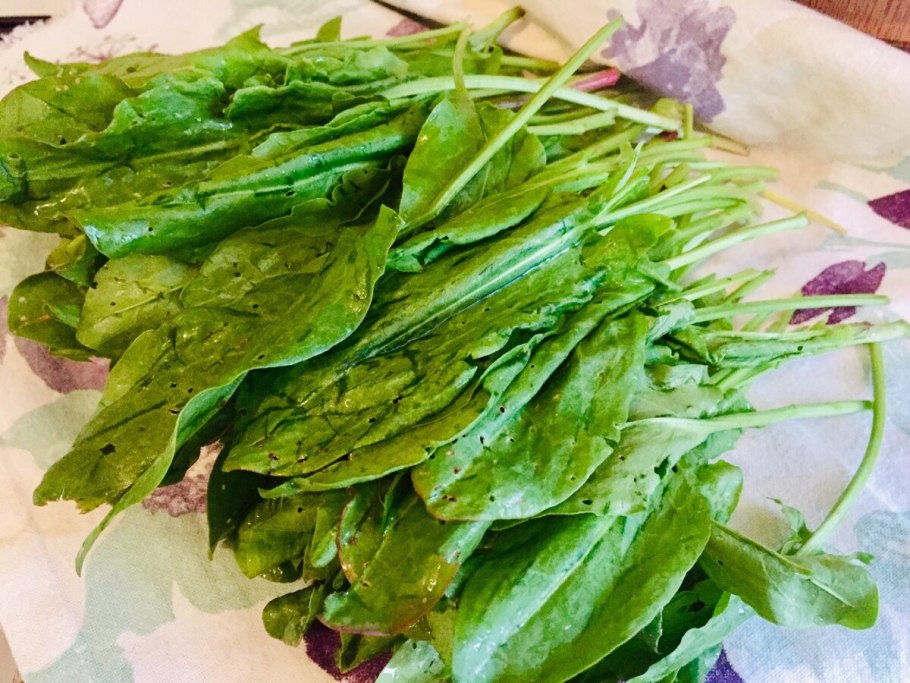 Rumex stenophyllus Ledeb. Щавель узколистный