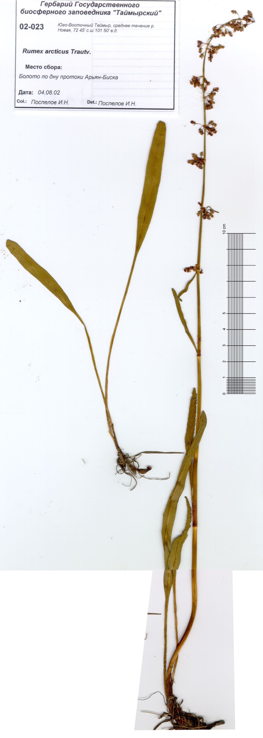 Щавель водяной