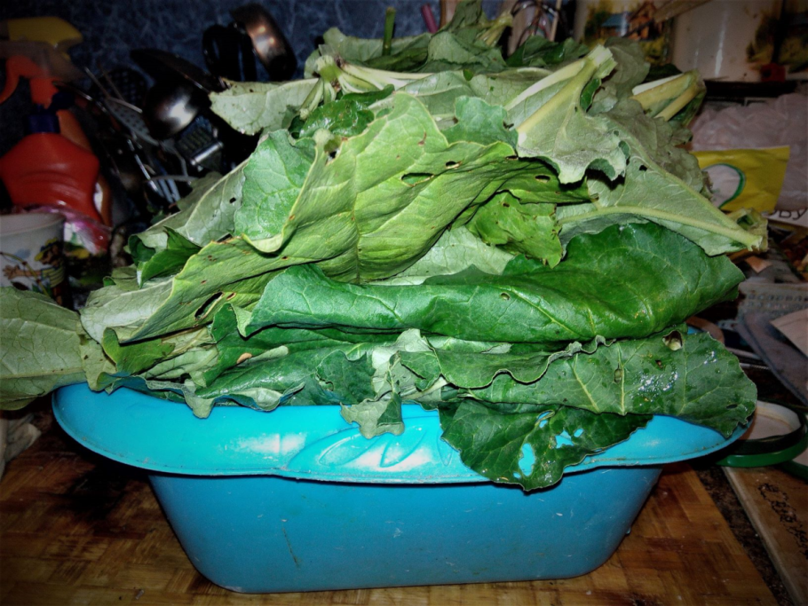 Щавель на зиму