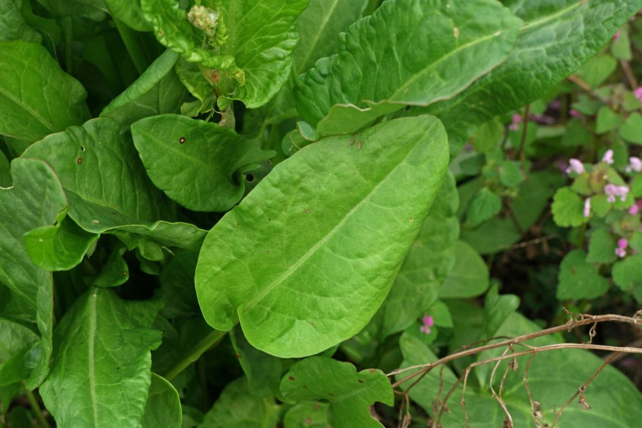 Щавель кислый rumex acetosa