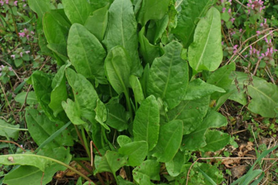 Rumex obtusifolius щавель туполистный