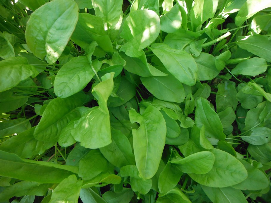 Щавель крупнолистный