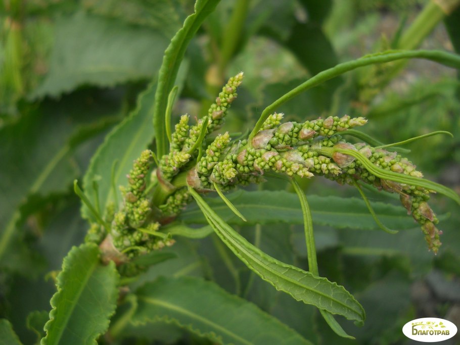 Щавель конский rumex confertus