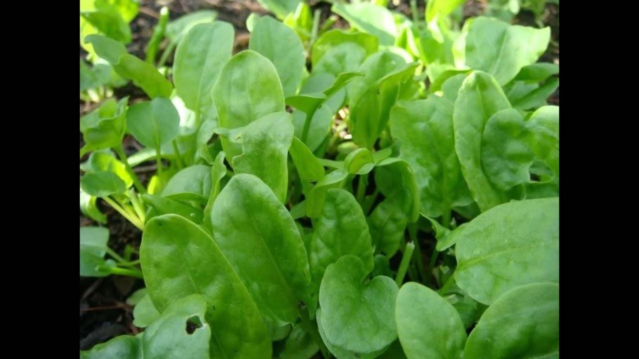 Семена щавель широколистный