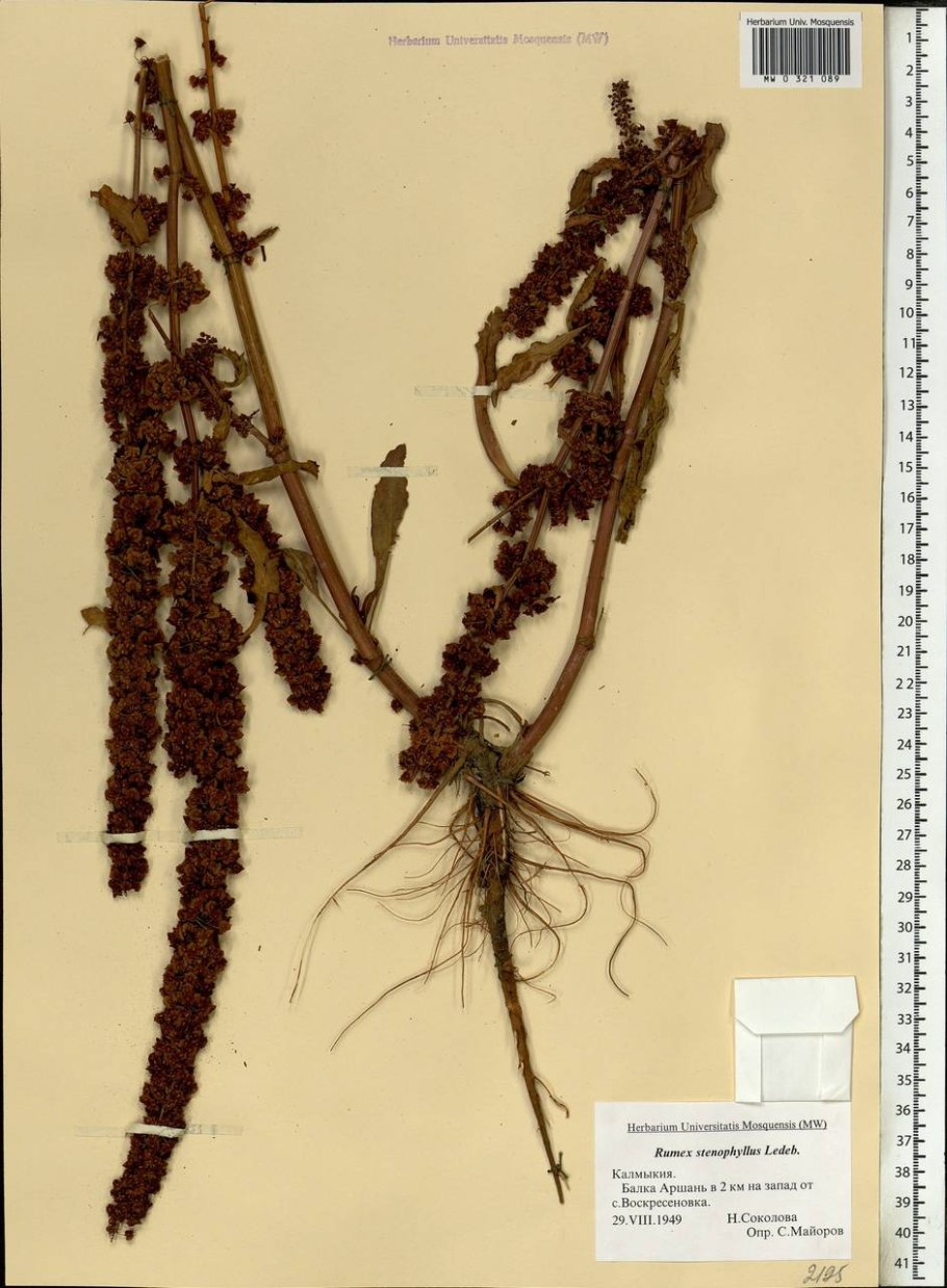 Щавель конский гербарий