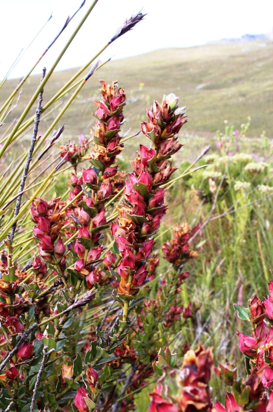 Гейссоло́мовые (Geissolomataceae)
