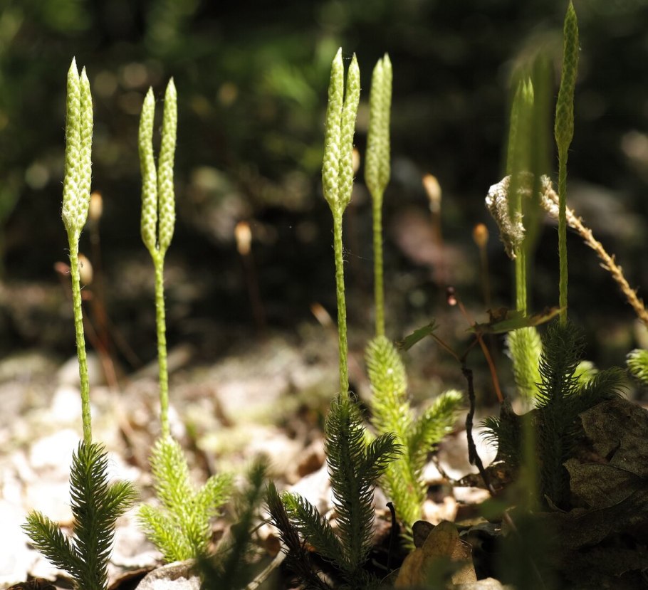 Плаун (Lycopodium)