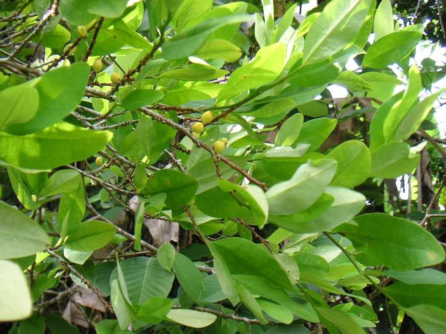 Бразильская лягушка Xenohyla truncata