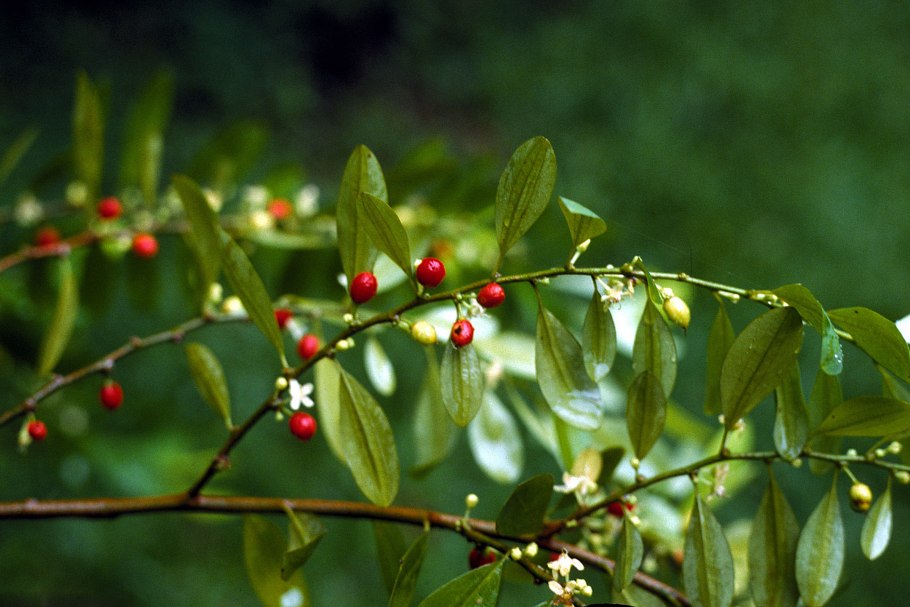Дерево Кока (Erythroxylon Coca)