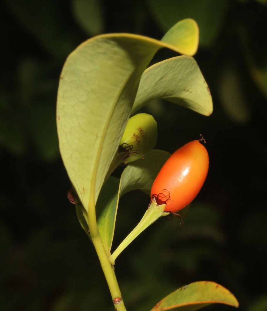 Erythroxylum Кока